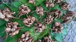 म्हापशात अळंबी दाखल; ६०० रुपयांना २५ नग