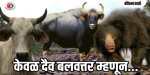 खानापूर : एकीकडे अस्वलांच्या कळपाने केला पाठलाग, तर दुसऱ्या वाटेवर गव्यांनी गाठले