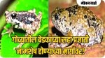 गोव्यातील बेडकांच्या सहा प्रजाती नामशेष होण्याच्या मार्गावर!