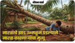 नारळाचे झाड उन्मळून पडल्याने नारळ काढणाऱ्याचा मृत्यू