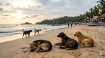 गोवा : समुद्रकिनाऱ्यांवरील भटक्या कुत्र्यांचा बंदोबस्त ‘दृष्टी’ला करू द्या!