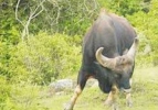 बेतोडा येथे गव्याच्या हल्ल्यात दुचाकीस्वाराचा मृत्यू