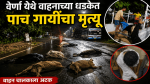 वेर्णा येथे वाहनाच्या धडकेत पाच गायींचा मृत्यू, एक गंभीर जखमी