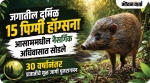 जगातील दुर्मिळ १५ पिग्मी हॉग्सना आसाममधील नैसर्गिक अधिवासात सोडले