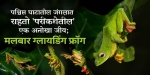 पश्चिम घाटातील जंगलात राहतो 'परीकथेतील' एक अनोखा जीव; मलबार ग्लायडिंग फ्रॉग