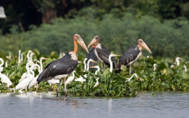 गरज पक्षी संवर्धनाची