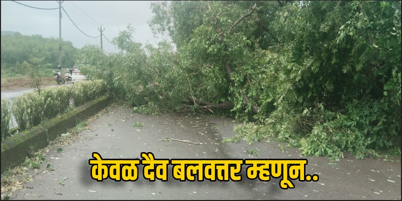 उसगाव येथे कोसळले झाड; केवळ दैव बलवत्तर म्हणून टळली दुर्घटना