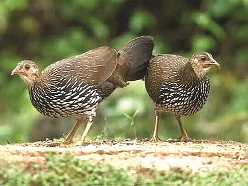 रानकोंबडीला मारत असाल तर सावधान