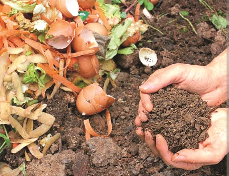 स्वयंपाकघरातील कचरा  हाताळण्यासाठी करा   किचन गार्डनिंग