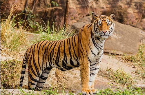 महाराष्ट्रः गोव्याच्या सीमावर्ती भागात पट्टेरी वाघांचा अधिवास