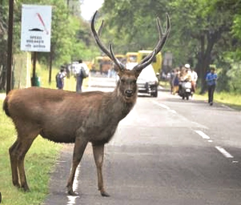 प्राण्यांचे हक्क जपूया