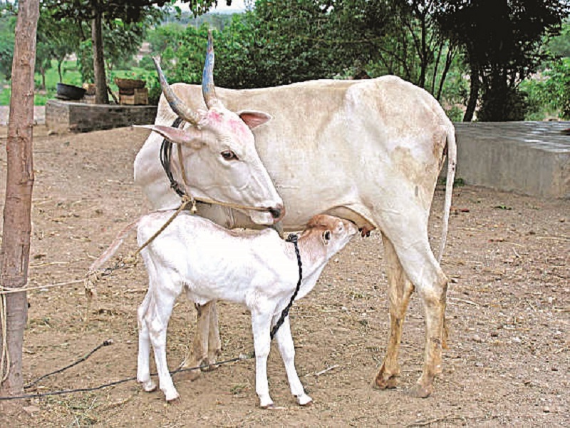 घरणीबाईची गोमाता