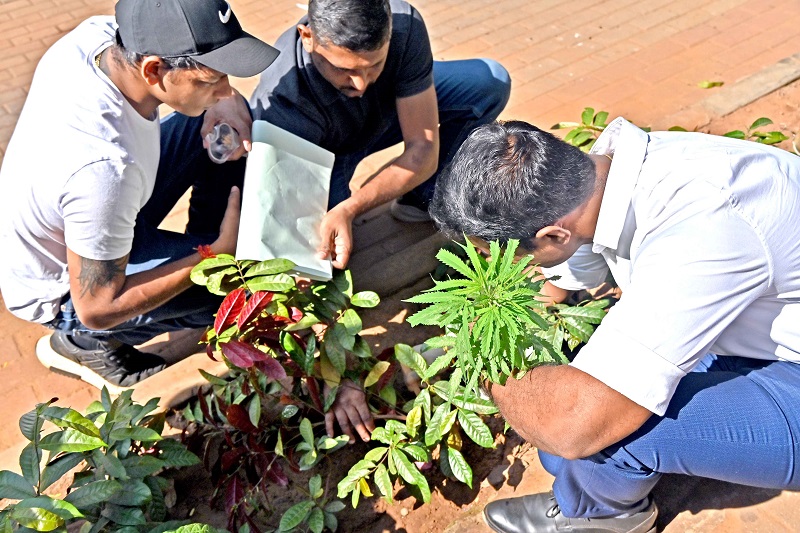 पणजीत गांजाच्या रोपामुळे उडाली खळबळ