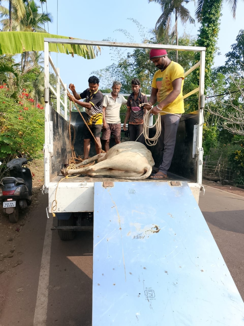 राज्यात कुठेही अपघातग्रस्त गुरे दिसल्यास 'या' नंबरवर तातडीने संपर्क करा!