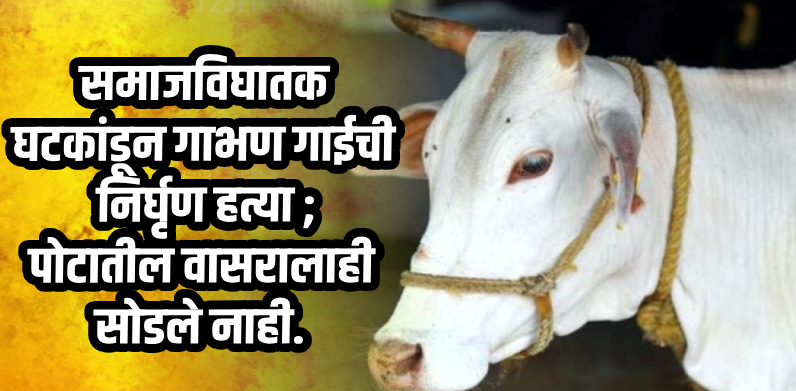 कर्नाटक : विकृतीचा कळस ! आधी गाभण गाईची मान कापली, नंतर पोट फाडत वासराला बाहेर काढले