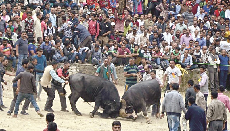 राज्यात ‘धिरयो’ला परवानगी मिळावी का ?