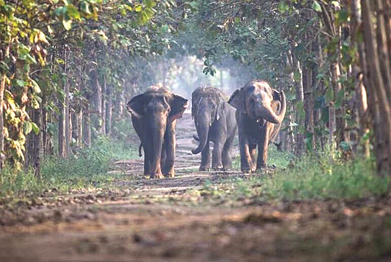 प्रत्येक राज्यात  उभारावे एकतरी 'वनतारा’