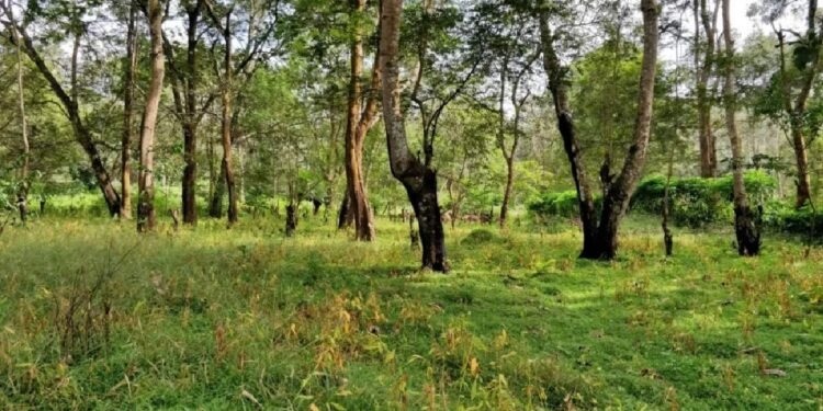वनहक्कांना दिरंगाई