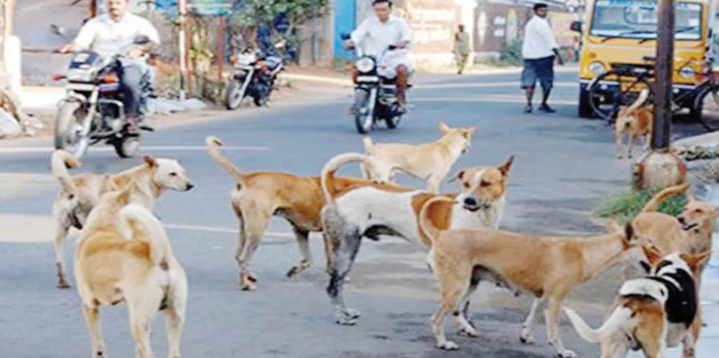 भटक्या कुत्र्यांची समस्या अतिशय गंभीर