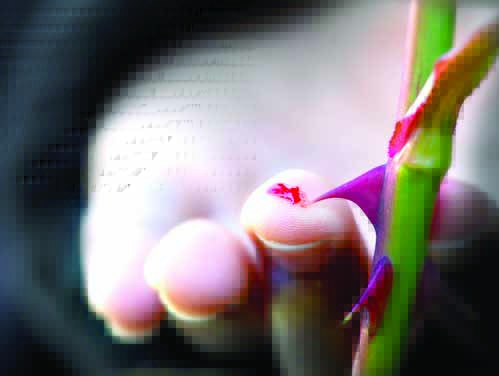 काटा रुते कुणाला!