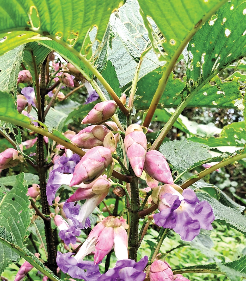 सह्याद्री घाटमाथ्यावरचा चोर्ला गाव