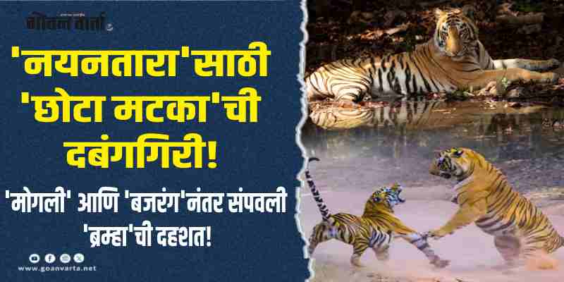 चंद्रपूर : 'प्रेमासाठी कायपण' म्हणत ताडोबामधील वाघोबाने उठवले रान!