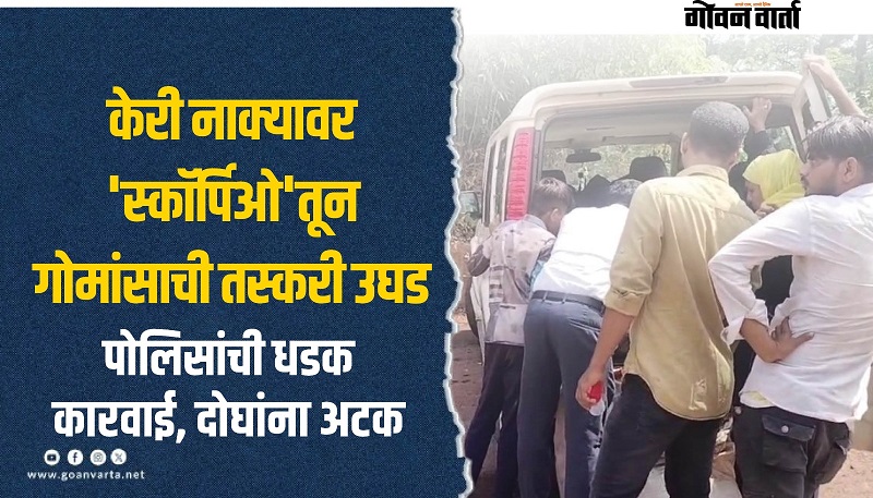 केरी-सत्तरी तपासणी नाक्यावर ४०० किलो बेकायदेशीर गोमांस जप्त