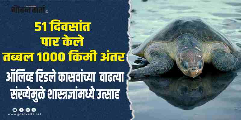 जिज्ञासा : इवल्याशा ऑलिव्ह रिडले कासवाचा थक्क करणारा प्रवास!