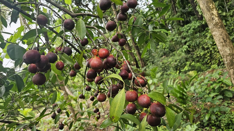 मान्सूनपूर्व पावसाचा कोकम, मिरची लागवडीला फटका