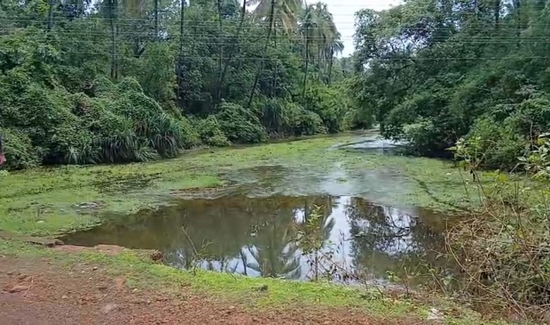 पिग फार्ममुळे कष्टी गावातील नाला दूषित