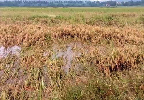 शेतकऱ्यांना महिन्यानंतर मिळणार हानीभरपाई