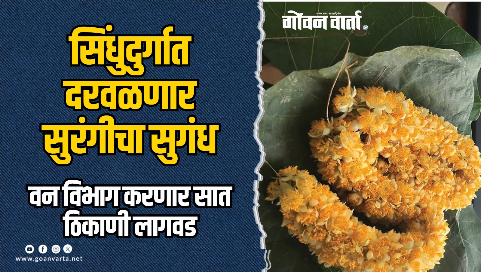 सिंधुदुर्गात दरवळणार सुरंगीचा सुगंध