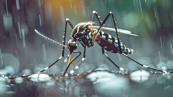 डास: निसर्गाचा एक महत्त्वाचा भाग?