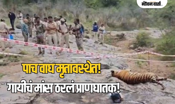 खळबळजनक! कर्नाटकातील जंगलात देशाला हादरवणारं पाच वाघांचे हत्याकांड