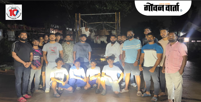 मडगाव :  नेसाय येथून गाईसह दोन वासरांची गोरक्षकांद्वारे सुटका