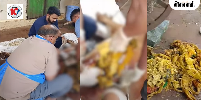 वाळपई : शस्त्रक्रियेद्वारे गाईच्या पोटातून १५ किलो प्लास्टिक काढले