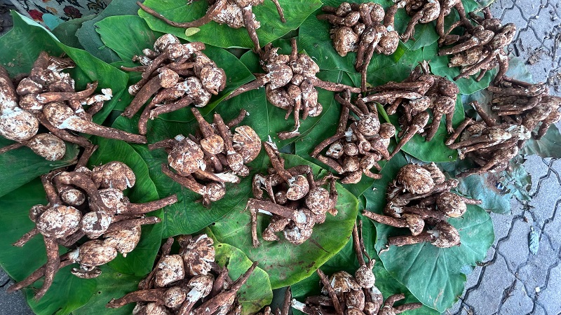 म्हापशात अळंबी दाखल; ६०० रुपयांना २५ नग