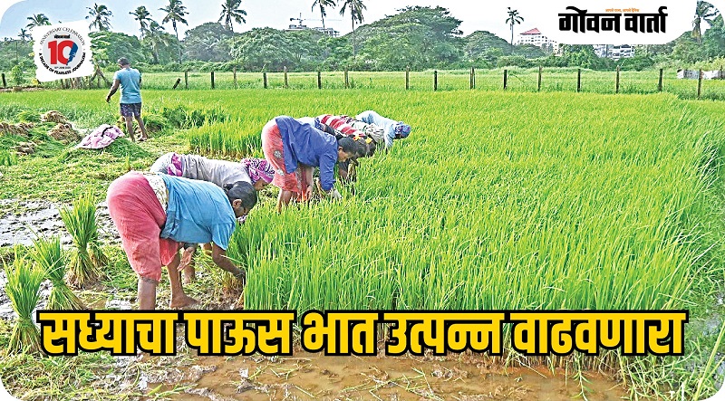 सध्याचे पावसाळी वातावरण भात शेतीला अनुकूल