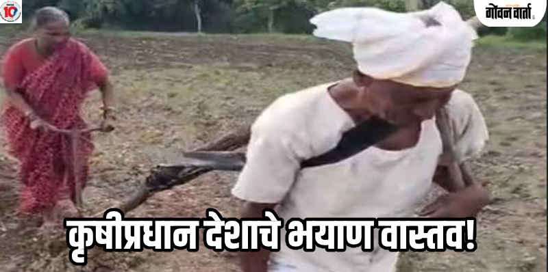 सोशल : शेतीच्या मशागतीचा खर्च परवडेना; लातूरच्या वृद्ध शेतकरी दांपत्याने स्वतःलाच जुंपले औताला!
