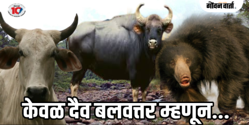 खानापूर : एकीकडे अस्वलांच्या कळपाने केला पाठलाग, तर दुसऱ्या वाटेवर गव्यांनी गाठले