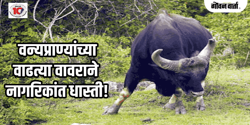 फोंडा : सावईवेरे येथे गव्याच्या हल्ल्यात दोन शेतकरी जखमी