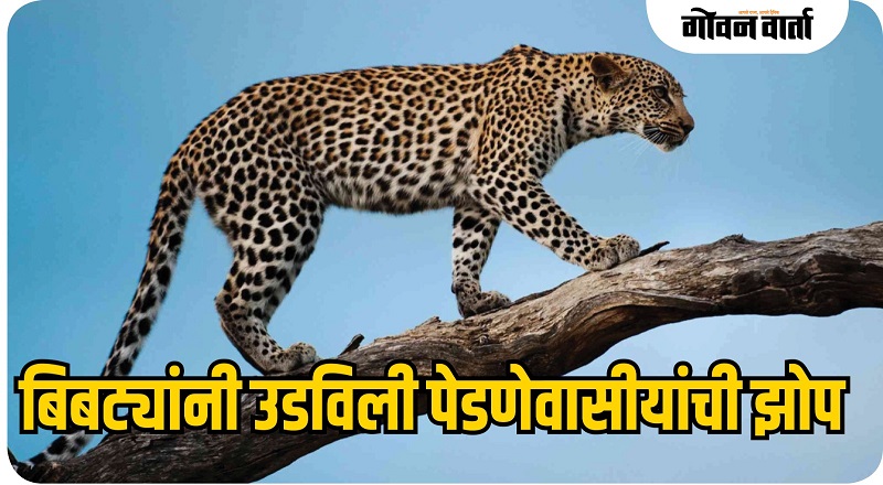 पेडणे : बिबट्यांनी उडविली झोप... लोकांत प्रचंड दहशत
