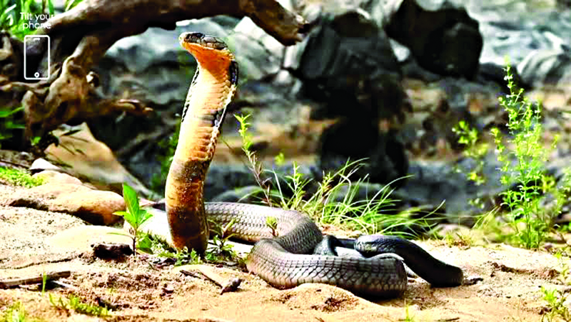 सर्पदिन: पश्चिम घाटातील सर्पवैभव आणि आव्हाने