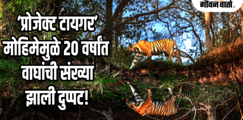 आंतरराष्ट्रीय व्याघ्र दिन : रशिया-चीनला मागे टाकत भारत बनला ‘वाघांचा गड'