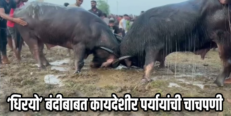 ‘धिरयो’ बंदीबाबत कायदेशीर पर्यायांची चाचपणी