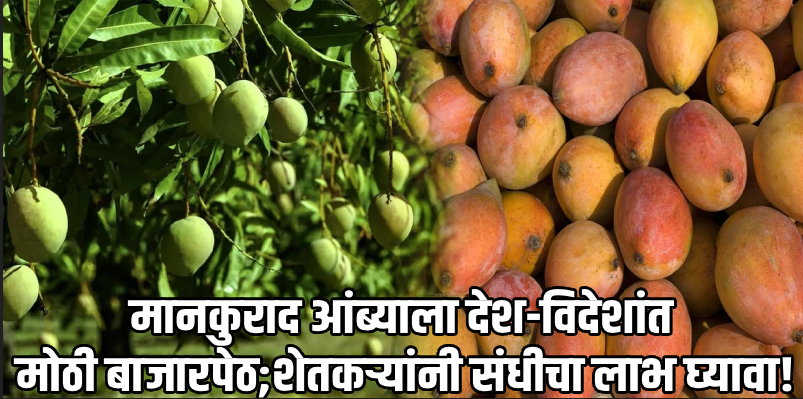 मानकुराद कलमाच्या लागवडीला चालना