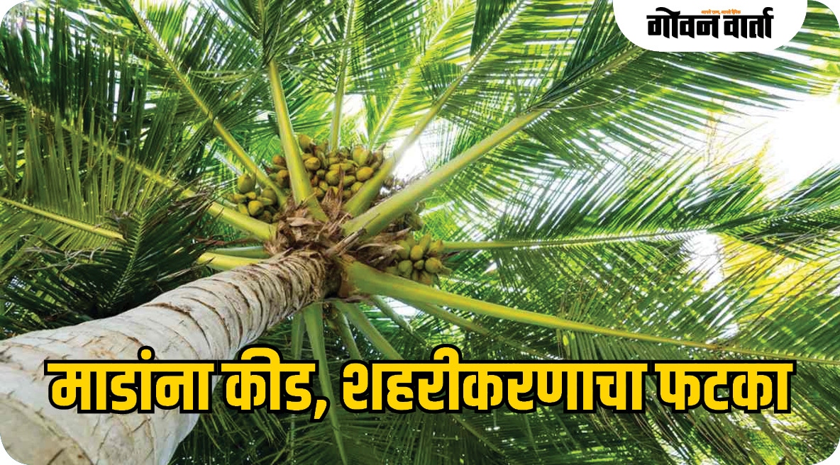 नारळ उत्पादनात मोठी घट; माडांना कीड, शहरीकरणाचा फटका