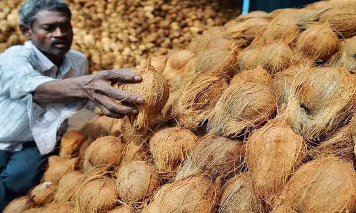 पणजीत नारळ, टोमॅटोच्या दरात वाढ
