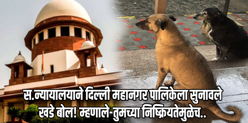 दिल्लीतील भटक्या कुत्र्यांवरील सुनावणी : सर्वोच्च न्यायालयाने निकाल ठेवला राखून