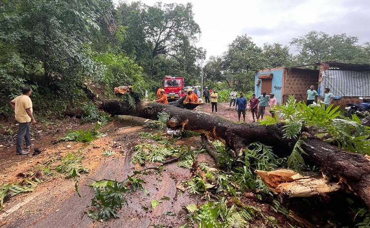 गावणे येथे भले मोठे आंब्याचे झाड कोसळून नुकसान